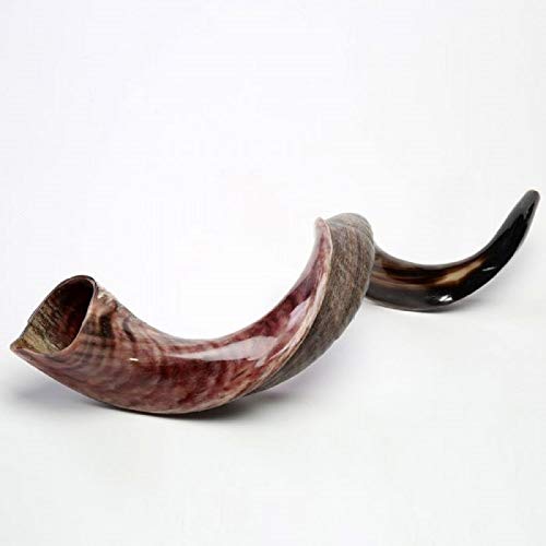 Yemenit Kuduhorn Shofar 71,1 cm - 78,7 cm, Koscher, hergestellt in Israel.