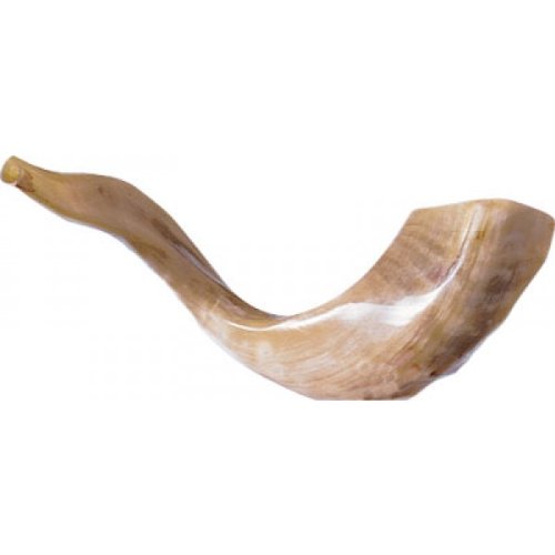 Schofar Jerusalem Shofar Kosher Rams Horn Polished Natural Chofar Showfar Jewish Blow Trumpet Gift Elul instrument koscher Hupe