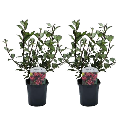 Plant in a Box - Weigela florida 'Nana Purpurea' - 2er-Set Weigelie - topf 17cm - Höhe 25-40cm