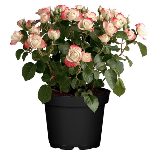 Edelrose Nostalgie® - Mittelstark duftende Rose mit zweifarbiger Rosenblüte in rot & creme-weiß - Winterharte nostalgische Edelrose im 5 Liter Container von Garten Schlüter - Pflanzen in Top Qualität