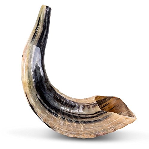 Ram SHOFAR Horn Koscher, natürlich, 25,4 - 27,9 cm, Judaica, Israel