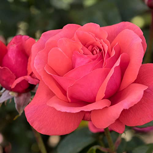 Edelrose Duftwolke in Korallenrot - Duftrose winterhart - Rose stark duftend - Prämierte Pflanze im 5 Liter Container von Garten Schlüter - Pflanzen in Top Qualität