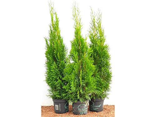 Edel Thuja Smaragd immergrüner Lebensbaum Heckenpflanze Zypresse im Topf gewachsen 80cm+ (1 Stück)