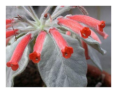 Sinningia leucotricha - brasilianisches Edelweiss - 15 Samen