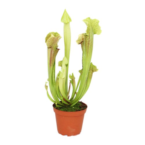 Exotenherz - Schlauchpflanze - Sarracenia - groß - 12cm Topf