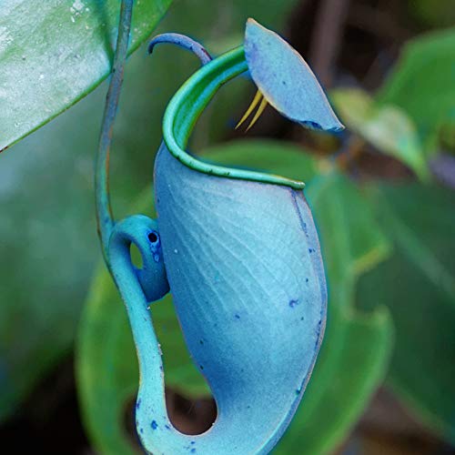 TOYHEART 50 Stück Premium Blumensamen, Nepenthes Samen Dekorative Tropische Mit Beutel Fleischfressende Pflanzen Samen Für Zu Hause Blau