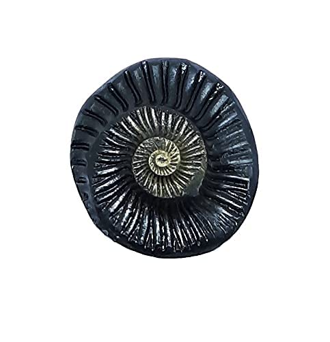 Sudarshan Shaligram | Nepal Gandaki Flusschakra Saligram (2,5 cm) Orignal Sudarshan Chakra Shaligram