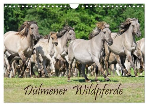 Dülmener Wildpferde (Wandkalender 2025 DIN A4 quer), CALVENDO Monatskalender: Herde wildlebender Pferde im Merfelder Bruch in Westfalen (CALVENDO Tiere)