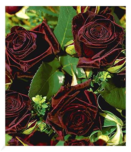 BALDUR Garten Edelrosen 'Black Baccara®', 1 Pflanze, fast schwarze Rose winterhart, mehrjährig, blühend, duftend, Schnittblume, Schnittrose, Rosa Hybride, Edelrose