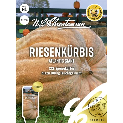 Riesenkürbis Atlantic Giant, bienenfreundlich, XXL-Speisekürbis, Samen