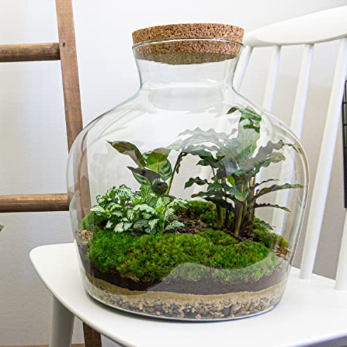 Flaschengarten • Fat Joe • Ökosystem mit Pflanzen im Glas • ↑ 30 cm - DIY - Terrarium Komplett Set - Pflanzenterrarium - urbanjngl | Terrarium package