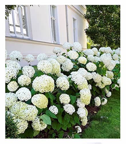 BALDUR Garten Schneeball-Hortensie "Annabelle";1 Pflanze, Gartenhortensie winterhart Hydrangea arborescens, pflegeleicht, blühend, großblumige Freiland-Hortensie