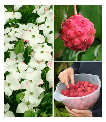 BALDUR Garten Japanischer Blumen-Hartriegel, 1 Pflanze, reife Früchte essbar, Cornus kousa winterhart, blühend, Cornus kousa, essbare Früchte; Steinfrüchte, Asiatischer Hartriegel