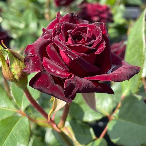 Edelrose Black Baccara in Schwarz-Rot - Duftrose winterhart - Rose mittel-stark duftend im 5 Liter Container von Garten Schlüter - Pflanzen in Top Qualität