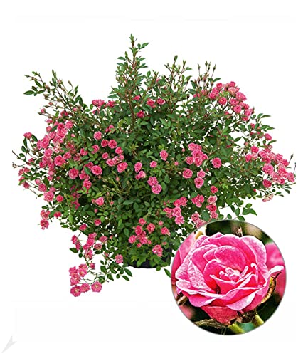 BALDUR Garten Lilly Rose® "Wonder5", 1 Pflanze, Balkonrose für Töpfe und Kübel, winterhart, blühend, Schnittblume, viele Blüten, robust, Rosen-Rarität