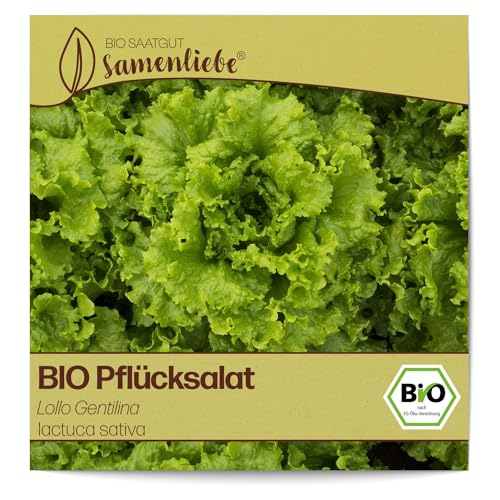 Samenliebe BIO Pflücksalat Samen Lollo Gentilina Grün 500 Samen samenfestes Gemüse Saatgut für Gewächshaus Freiland und Balkon BIO Gemüsesamen