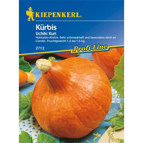 Kürbissamen - Kürbis Uchiki Kuri, Hokkaidokürbis von Kiepenkerl