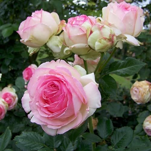 Strauchrose „Eden Rose®“ - Hellrosa blühende Topfrose im 6 L Topf - frisch aus der Gärtnerei - Pflanzen-Kölle Gartenrose