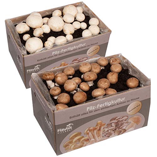 Hawlik Pilzbrut – 2x Champignon Pilzkulturen Mix klein - kinderleicht Pilze züchten - Pilzzuchtset zum Ausprobieren – weiße Champignon und Steinchampignon