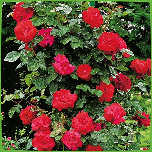 Kletterrose Santana - Kletter-Rose winterhart & duftend - Pflanze für Rankhilfe im 5 Liter Container von Garten Schlüter - Pflanzen in Top Qualität