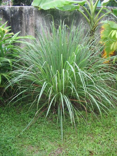 Guatemaltekisches Zitronengras - Cymbopogon citratus - 50 Samen !!!