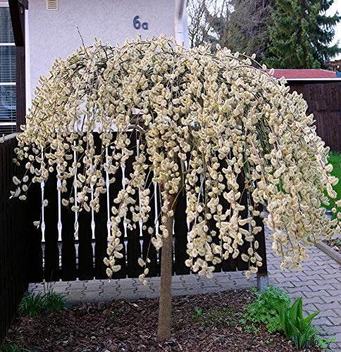 Salix caprea Pendula Kilmarnock hängende Kätzchenweide Weide Stamm Stämmchen viele Größen (Stammhöhe 80 cm)