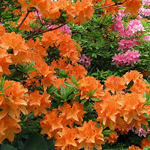 Gardeners Dream Orange Azalee (1 Stk.) - Japanische Rhododendron Pflanze - Immergrüne Azalee Winterhart - Mehrjährig Blühende Winterharte Pflanzen für Garten im Topf - Winterharte Kübelpflanzen