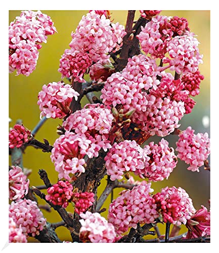 BALDUR Garten Duft-Schneeball "Dawn", 1 Pflanze, Viburnum bodnantense Winterschneeball, winterhart, mehrjährig, pflegeleicht, blühend, Vanillie Duft, anspruchslose Pflanze