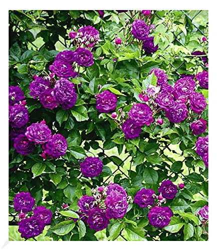 BALDUR Garten Rambler-Rosen 'Bleu Magenta', 1 Pflanze, Kletterrose winterhart mehrjährige Kletterpflanze, blühend, Rose 'Bleu Magenta', robuste und duftende Kletterrose