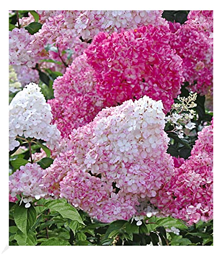 BALDUR Garten Freiland-Hortensie "Vanille Fraise®" im 2-Liter, 1 Pflanze, Hydrangea paniculata, winterhart, blühend, Schnittblume, pflegeleicht, Rispenhortensie