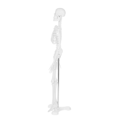 HAWILLOSCH Human Skeleton Anatomically Correct Model Für Ausbildung Realistisches Skelett-modell Zur Anatomie-schulung Für Schulen Und Lerninstitutionen
