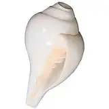 Aashita Creations Blasender Schaft für Pooja, Größe: 11,4 bis 12,7 cm | mit lautem Echo-Sound | Conch Shell für Pooja