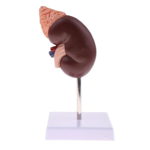 Msiud Modell der Menschlichen Niere, Natürliches Nierenmodell Anatomiemodell Eines PVC 2 Teilig Zeigt Die Innere Struktur Einer Niere Anatomisches Nachbildung Anatomie für Ärzte Lehrmittel
