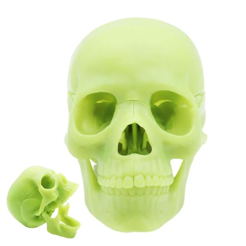 Menschliches Schädelmodell für Anatomie,menschliches Schädelmodell | Lebensgroße 15-teilige Schädelköpfe für die Schädelanatomie,Realistisches anatomisches Modell des menschlichen Kopfschädels, Studiu