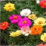 Packung mit 1.000 Samen, Portulaca-Samen, Doppelmischung (Moss Rose)