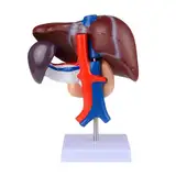 Medizinisches Anatomiemodell, lebensgroßes Modell der menschlichen Leber, Modell des menschlichen Verdauungssystems, Simulation von Bauchspeicheldrüse und Zwölffingerdarm, 3-teiliges Modell, for Labor