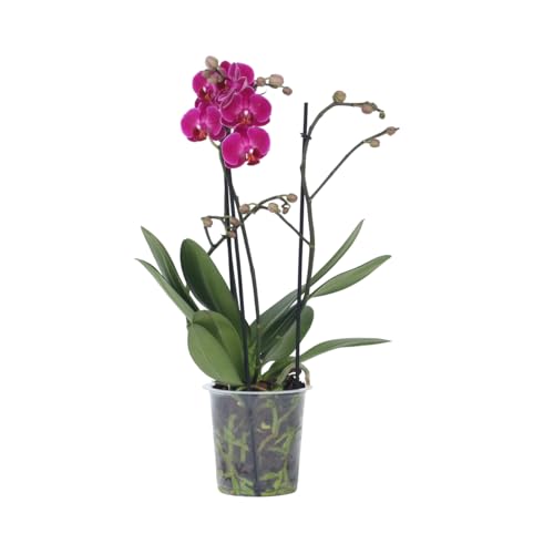 Plant in a Box - Phalaenopsis Multiflora - Orchidee Lila - Mottenorchidee - Blühende Zimmerpflanze - Katzenfreundlich - Topf 12cm - Höhe 35-45cm