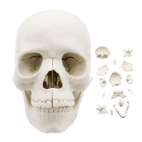 Schädelanatomiemodell, menschliches Schädelmodell für Anatomie, 15-teiliges, lebensgroßes, abnehmbares menschliches Schädelmodell, Menschliche Schädelkappen, realistisches anatomisches Modell