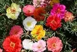 Moosrose, PORTULACA, GroCo, gefüllte Blütenmischung, 550 Samen! GroCo