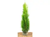 Edel Thuja Smaragd immergrüner Lebensbaum Heckenpflanze Zypresse im Topf gewachsen 60-80 cm (1 Stück)