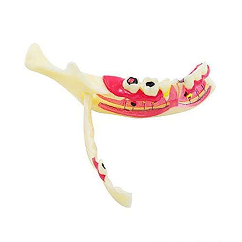 NVYAZJ Zahnmodell, Unterkiefergewebe-Zersetzungsmodell, Arzt-Patient-Kommunikationsmodell, Endodontie-Behandlungsmodell, Zahnfleischanatomie, Zahnforschung, Lehrmodell