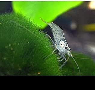 15 x Amano Garnele - Caridina multidentata bzw. japonica der wahrscheinlich beste Algenvernichter für jedes Aquarium + 1 Gratis - Futterprobe der Bayerischen Aquaristikmanufaktur