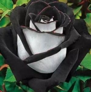 Rose black-white - Rose weiß mit schwarzem Rand - 10 Samen