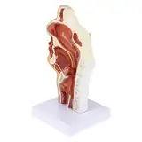1pc Wissenschaftliches Modell Die Schaufensterpuppe Otolaryngologie Modell Maniquin HNO-Modell Werkzeug Kehle Anatomie Modell