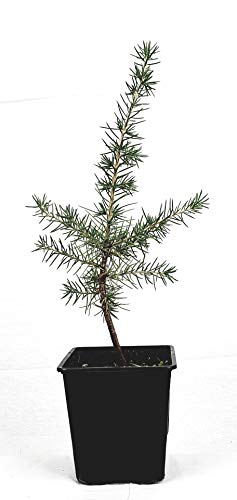 Seedeo Libanonzeder (Cedrus libani) Pflanze ca.20 cm - 30 cmhoch