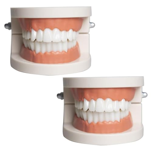 Zahnmodell Kinder Gebiss Modell 2Pcs Zahnpflege Modell Demonstration Tool Zähne Modell Standard für Lehre, Zähne Dental Demonstrationsmodell Zahnmodell