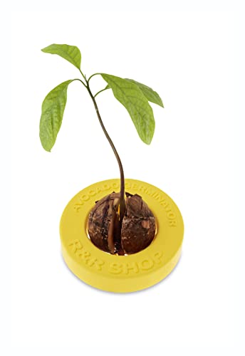 R&R SHOP Avocado Kit Germinator - Schwimmender Topf für die Avocado-Keimung, Samenwachstumskit, 100% Maisplastik (Gelb)