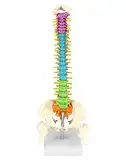 QWORK® Flexibles menschliches Wirbelsäulenmodell mit Spinalnerven, Becken und Oberschenkeln, anatomisches Modell der Wirbelsäule für Medizinstudenten Ärzte und Lehrer - 45 cm