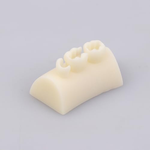 hiwhale Zahn ärztliche Inlay Übung Modell Block Füllung Übung Harz Materialien Orale Füllung Modell für Zahnmedizin Lehr-Stud-Tool