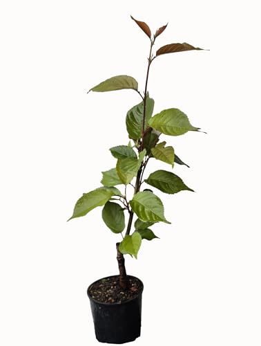 Seedeo Japanische Blüten- und Zierkirsche (Prunus serrulata `Kanzan`) höhe ca 50 cm